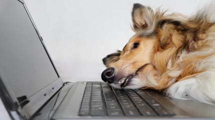 hund schläft auf einem laptop
