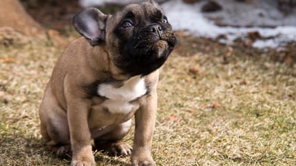 causa de cojera en perros