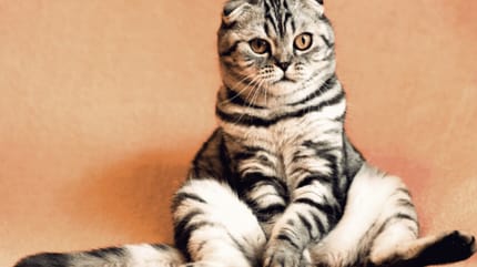 grey cat with orange eyes