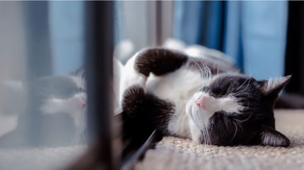 Black and white cat sleeping