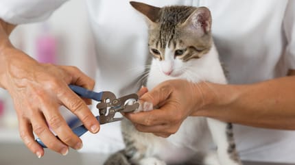 katze bekommt krallen vom tierarzt geschnitten