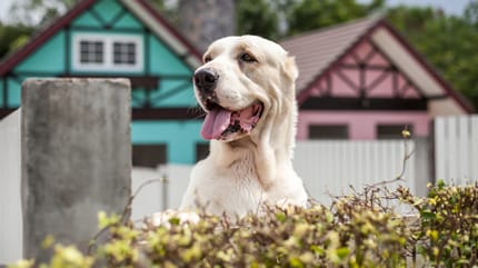hund schaut über gebüsch hinaus