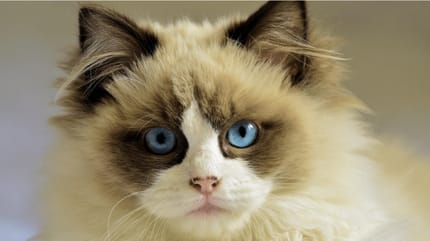 cat with blue eyes