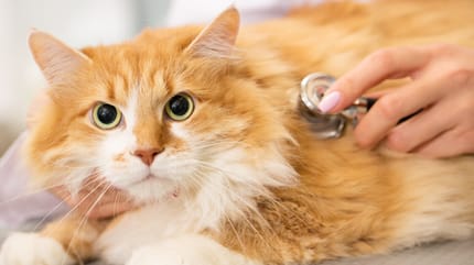 choroby przenoszone przez koty