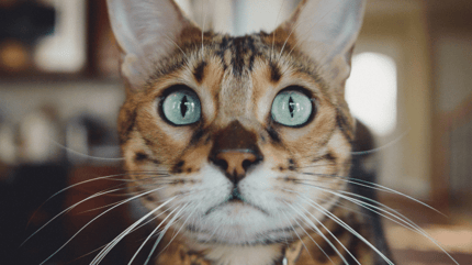 cat with blue eyes