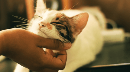 White cat being stroken by owner