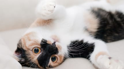Black white and brown cat with green eyes