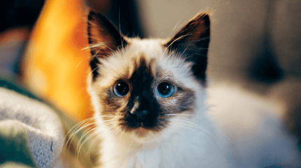 White kitten with blue eyes