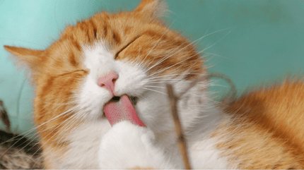 Ginger cat grooming himself