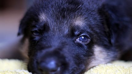 Incrocio Pastore Tedesco-Golden Retriever