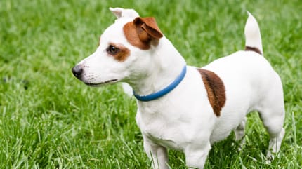 hund mit blauem zeckenhalsband