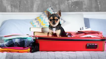 Kleiner Hund im Koffer auf dem Bett