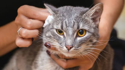 cat getting ear cleaned