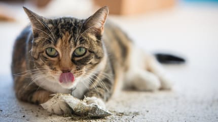 cat eating catnip