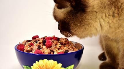 cibo naturale per gatti