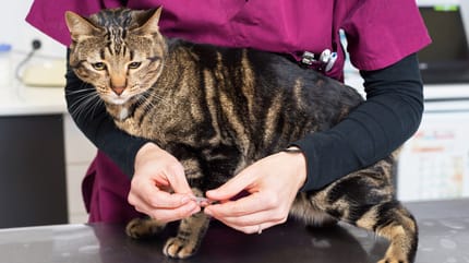 Entwurmung Katze beim Tierarzt