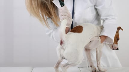 analdrüsen eines hundes werden bei tierärztin untersucht