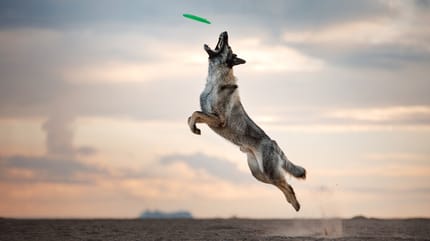 hund fängt frisbee in der luft