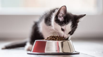 black and white kitten eating from a bowl