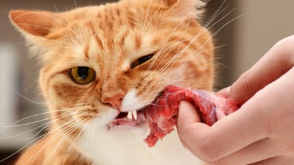 Ginger cat eating a piece of meat