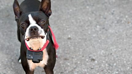 Obroża elektyczna dla psa