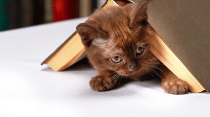 kitten hiding under a book