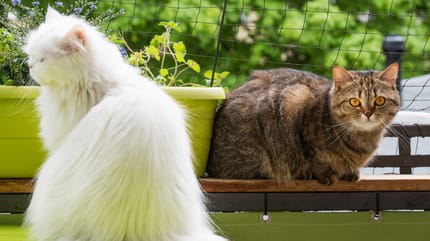 Siatka na balkon dla kota