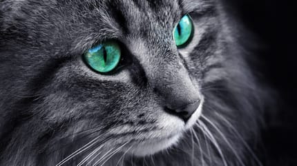 Dunkle Katze mit türkisfarbenen Augen