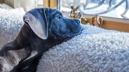 rozłąka psa z właścicielem