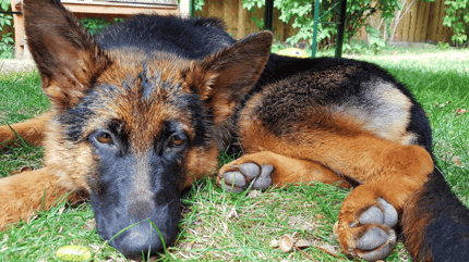 Brown and black German Shepherd