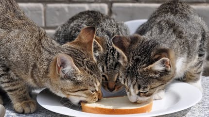 Koty jedzące chleb z masłem