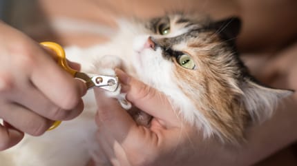 Obcinanie kotu pazurów