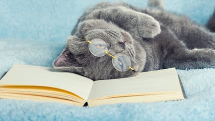 poemas con perros y gatos