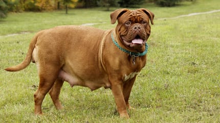 Bordeauxdogge steht schwanger auf der Wiese