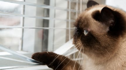 como tener un gato en un apartamento