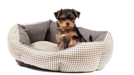 Legowisko dla małego psa