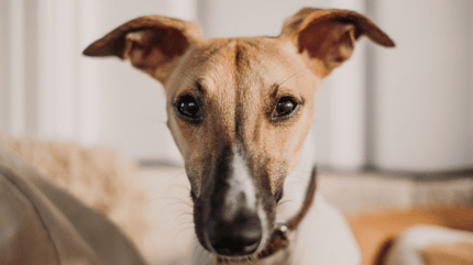 Brown and white whippet