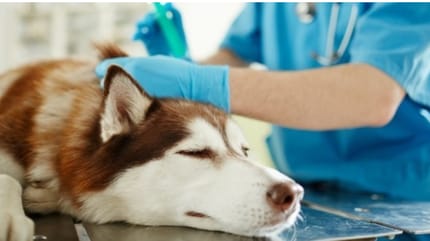 szczepienie psa przeciw wściekliźnie