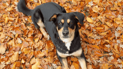 Black and brown dog lying down