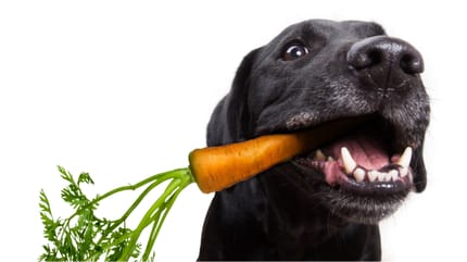 pies z marchewką