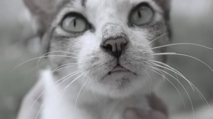 Demenz bei Katzen: Nahaufnahme von grauer Katze