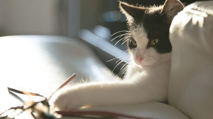 Black and white kitten
