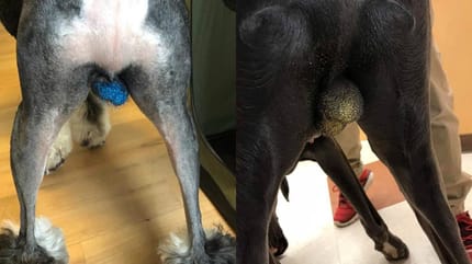 perros con testiculos pintados