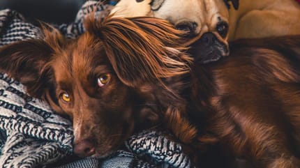 A dog and a pug on the bed