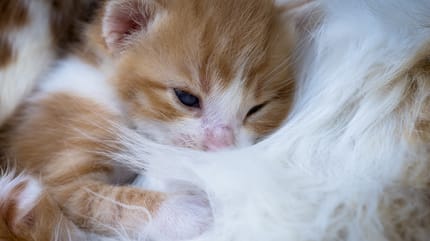 cuando se puede quedar embarazada una gata