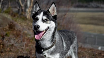 Können Hunde lachen: Lachender Husky