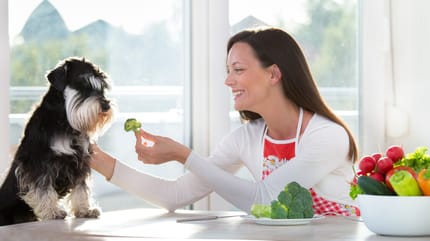 Hund vegan ernähren: Frau füttert Hund Gemüse