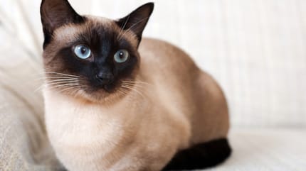 Siamese cat with blue eyes