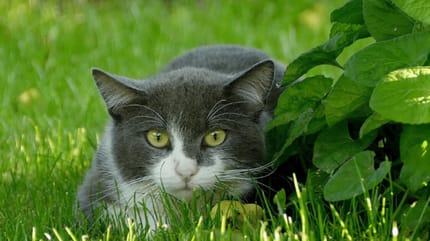 Grey cat hiding in the grass