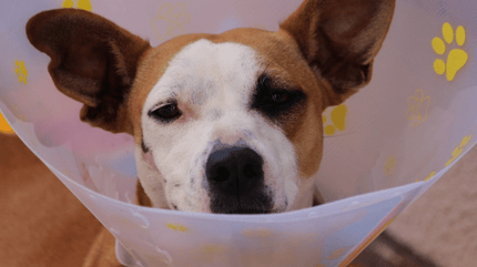 Dog wearing a cone